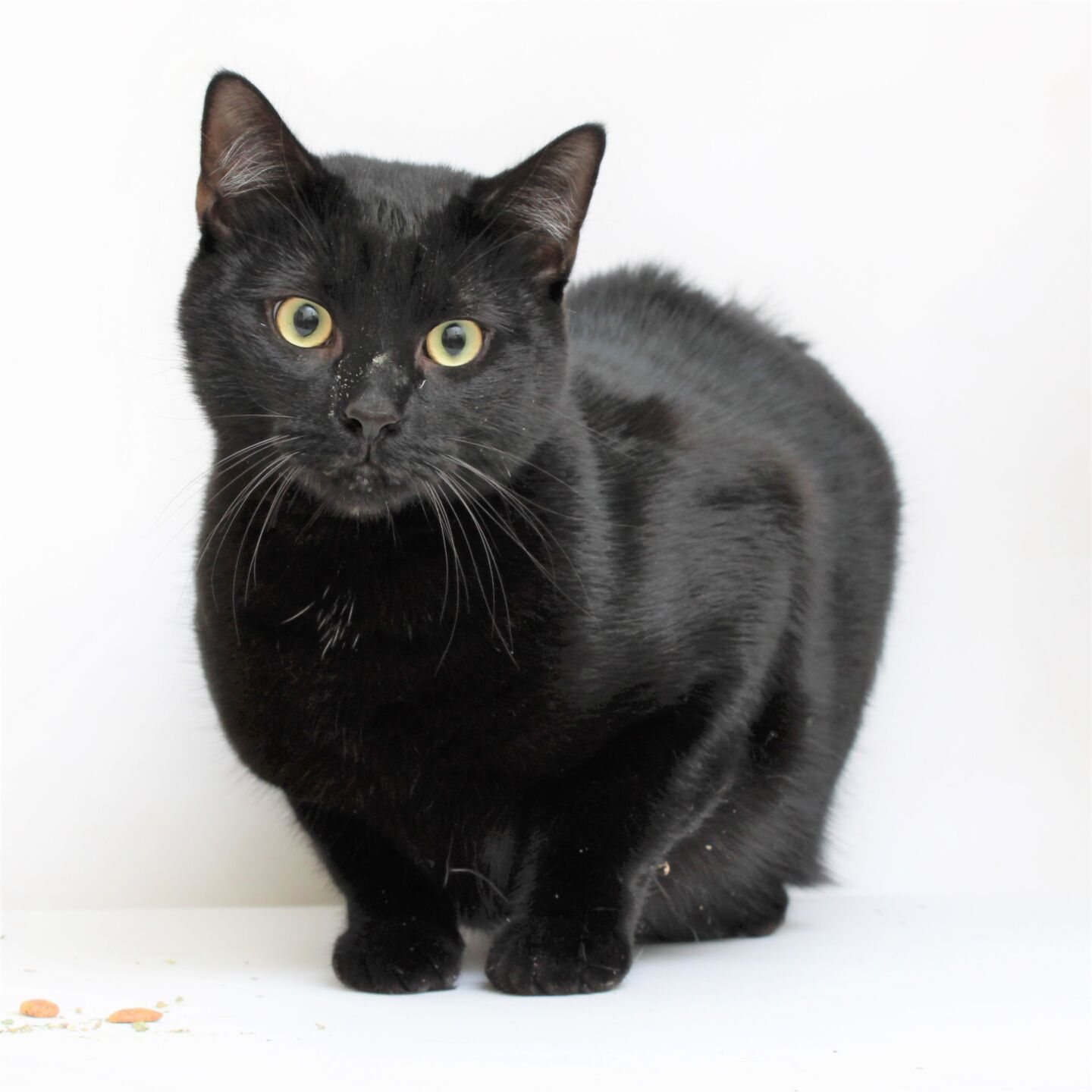 Martin County Pet of the Week - Week of June 24, 2022